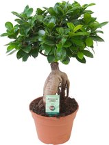 Ficus Microcarpa Ginseng - Bonsai - ↑ 40-45cm - Ø 17cm