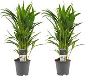 Kamerplanten van Botanicly – 2 × Goudspalm – Hoogte: 50 cm – Dypsis lutescens