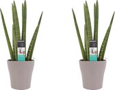 Kamerplanten van Botanicly – 2 × Vrouwentongen incl. taupe sierpot als set – Hoogte: 35 cm – Sansevieria Cylindrica