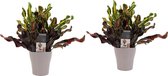 Kamerplanten van Botanicly – 2 × Croton incl. taupe sierpot als set – Hoogte: 35 cm – Codiaeum variegatum Mammi
