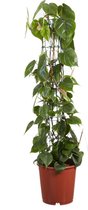 Hellogreen Kamerplant - Philodendron Scandens - ↕ 120 cm