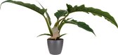 Hellogreen Kamerplant - Philodendron Narrow Escape - ↕ 45 cm - Elho B.For Soft antraciet