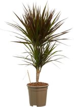 Hellogreen Kamerplant - Dracaena Drakenbloedboom Margenta - ↕ 80 cm