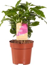 Hellogreen Kamerplant - Koffieplant Coffea Arabica - 25 cm