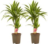 Hellogreen Kamerplanten - Set van 2 - Dracaena Drakenbloedboom Lemon Lime - ↕ 70 cm