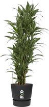 Hellogreen Kamerplant - Dracaena Drakenbloedboom Warneckei - ↕ 120 cm - Elho Greenville zwart