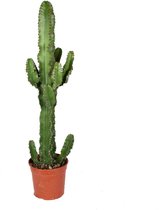 Hellogreen Kamerplant - Euphorbia Erytrea Cactus - ↕ 90 cm