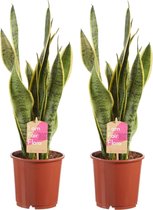 Hellogreen Kamerplanten - Set van 2 - Sanseveria Vrouwentong Laurentie - ↕ 50 cm