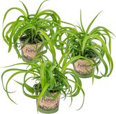 Chlorophytum comosum Variegatum 25 cm LUFTREINIGEND Grünlilie Brautschleppe Zimmerepflanze