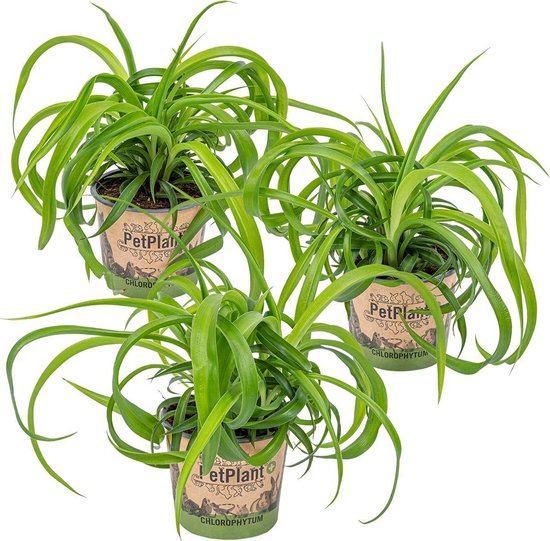 Graslelie | Chlorophytum 'Green Bonnie' 3 stuks - PetFriendly - Kamerplant ⌀12 cm - ↕25 cm