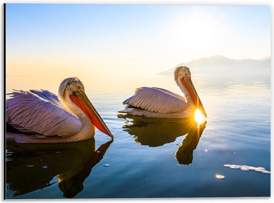 Dibond - Pelikanen in het Water  - 40x30cm Foto op Aluminium (Met Ophangsysteem)