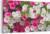 Schilderij - Colorful flowers — 100x70 cm