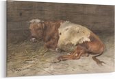 Schilderij - Liggende jonge stier — 100x70 cm