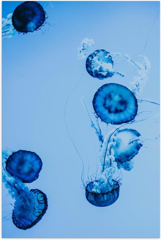 Poster – Blauwe Kwallen in het Water - 80x120cm Foto op Posterpapier