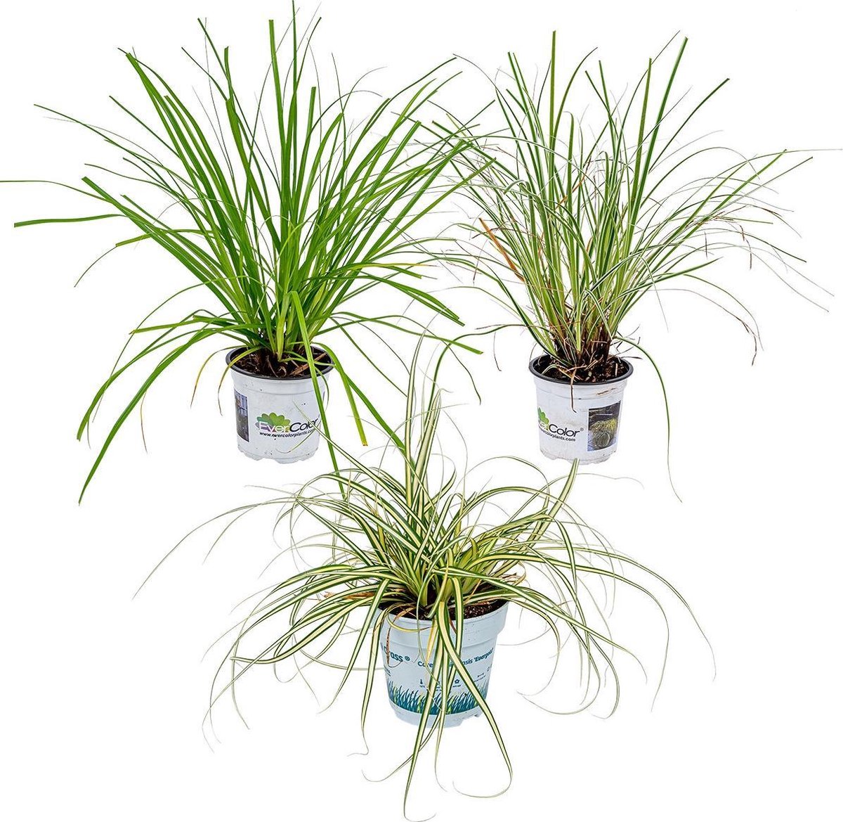 3 stuks! Kamerplant Cactus mini hoog - Warentuin Natuurlijk