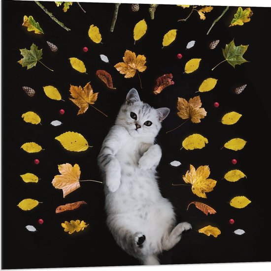 Dibond - Witte Kitten met Herfstbladeren - 80x80cm Foto op Aluminium (Wanddecoratie van metaal)
