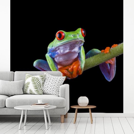 Papier peint photo vinyle - Portrait d'une grenouille sur fond noir largeur 240 cm x hauteur 240 cm - Tirage photo sur papier peint (disponible en 7 tailles)