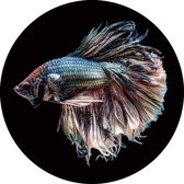 rond Glasschilderij vis - schilderij - Siamese kempvis - Foto print op glas - Ø 100 cm - woonkamer slaapkamer