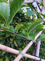 Leimagnolia - Magnolia kobus | Omtrek: 6-10 cm | Hoogte: 270 cm