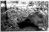 Dibond - Blad bij Takken (zwart/wit) - 60x40cm Foto op Aluminium (Met Ophangsysteem)