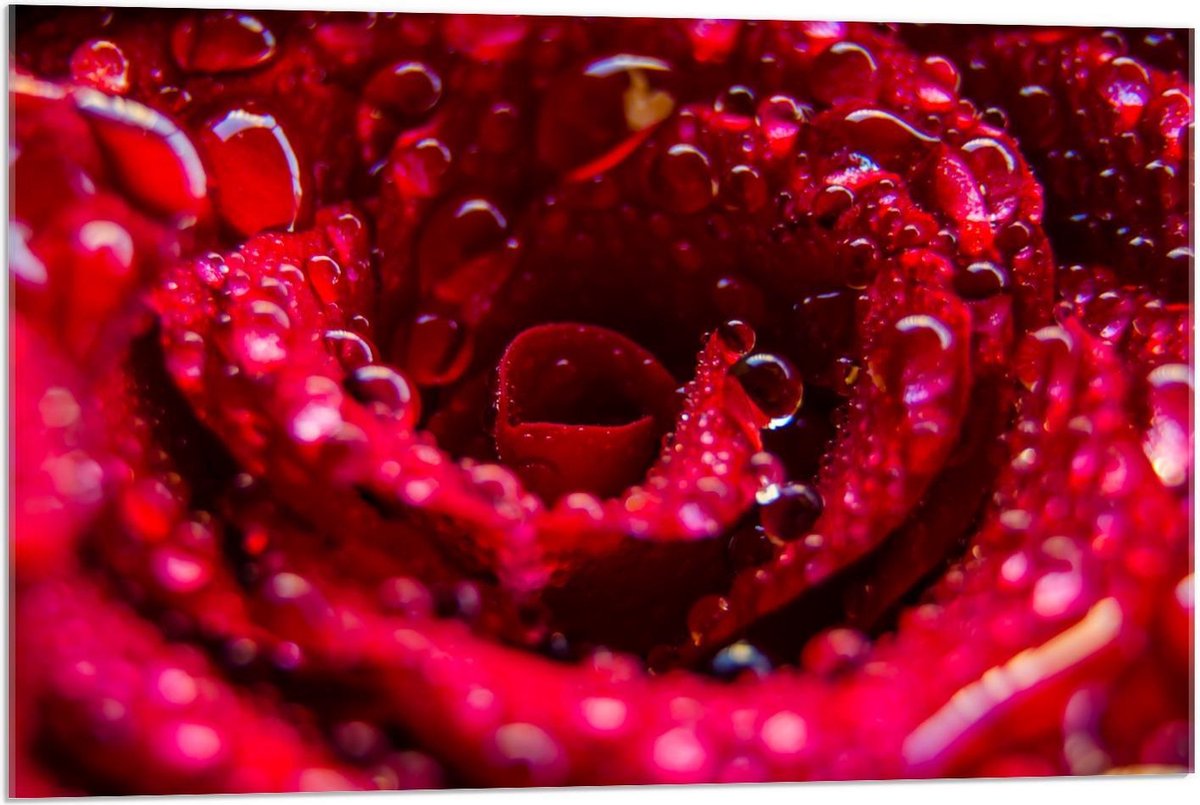 Plexiglas - Binnenkant van Rode Roos met Waterdruppels - 90x60cm Foto op Plexiglas (Met Ophangsysteem)