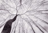 Fotobehang - Inside the Trees 366x254cm - Papierbehang
