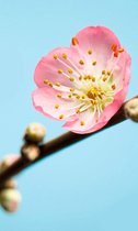 Fotobehang - Peach Blossom 150x250cm - Vliesbehang