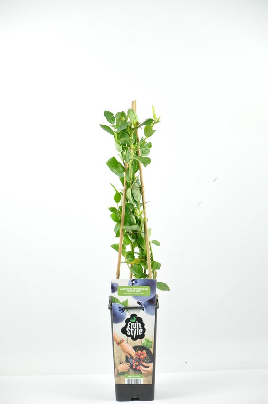 Een jonge blauwe bes plant, gesteund door bamboe, met weelderige groene bladeren. De pot is versierd met het 'Fruit Style' logo en afbeeldingen van blauwe bessen.