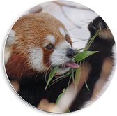Forex Wandcirkel - Etende Rode Panda - 40x40cm Foto op Wandcirkel (met ophangsysteem)