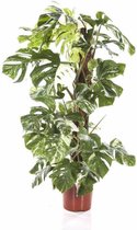 Monstera Deliciosa Bont variegatum M | Bonte gatenplant