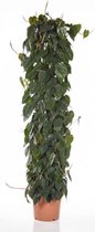 Philodendron Scandens draadzuil | Klimmende boomliefhebber