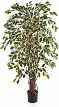 Schefflera Arboricola vertakt | Vingersplant
