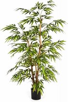 Ficus Bonsai in watergevende Rondo zilver | Bonsai