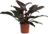 Philodendron Imperial Red M | Philodendron
