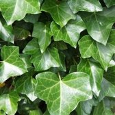 12 x Hedera helix 'Hibernica' - Ierse Klimop C2.5 liter pot met hoogte 60-80