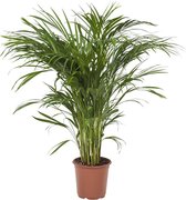 Fondieplant - Areca - 90 Cm - Ø 21 - 1 Stuks