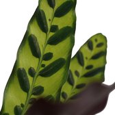 Gebr. Valstar - Calathea - 55 Cm - Ø 14 - 1 Stuks