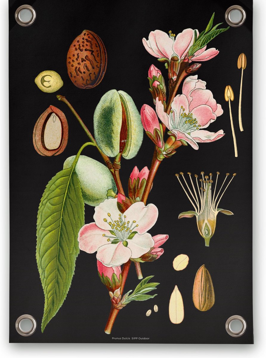 Villa Madelief Tuinposter botanisch amandel - 50x70cm - Vinyl - Tuindecoratie - Tuinschilderij - Schuttingposter - Tuindoek - Buitenposter voor in de tuin - Waterafstotend - Botanische Collectie