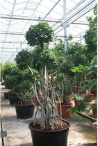 Ficus Panda 270-280cm