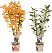 Orchideeën van Botanicly – 2 × Bamboe Orchidee – Hoogte: 50 cm, 3 takken – Dendrobium nobile Firebird & Apollon