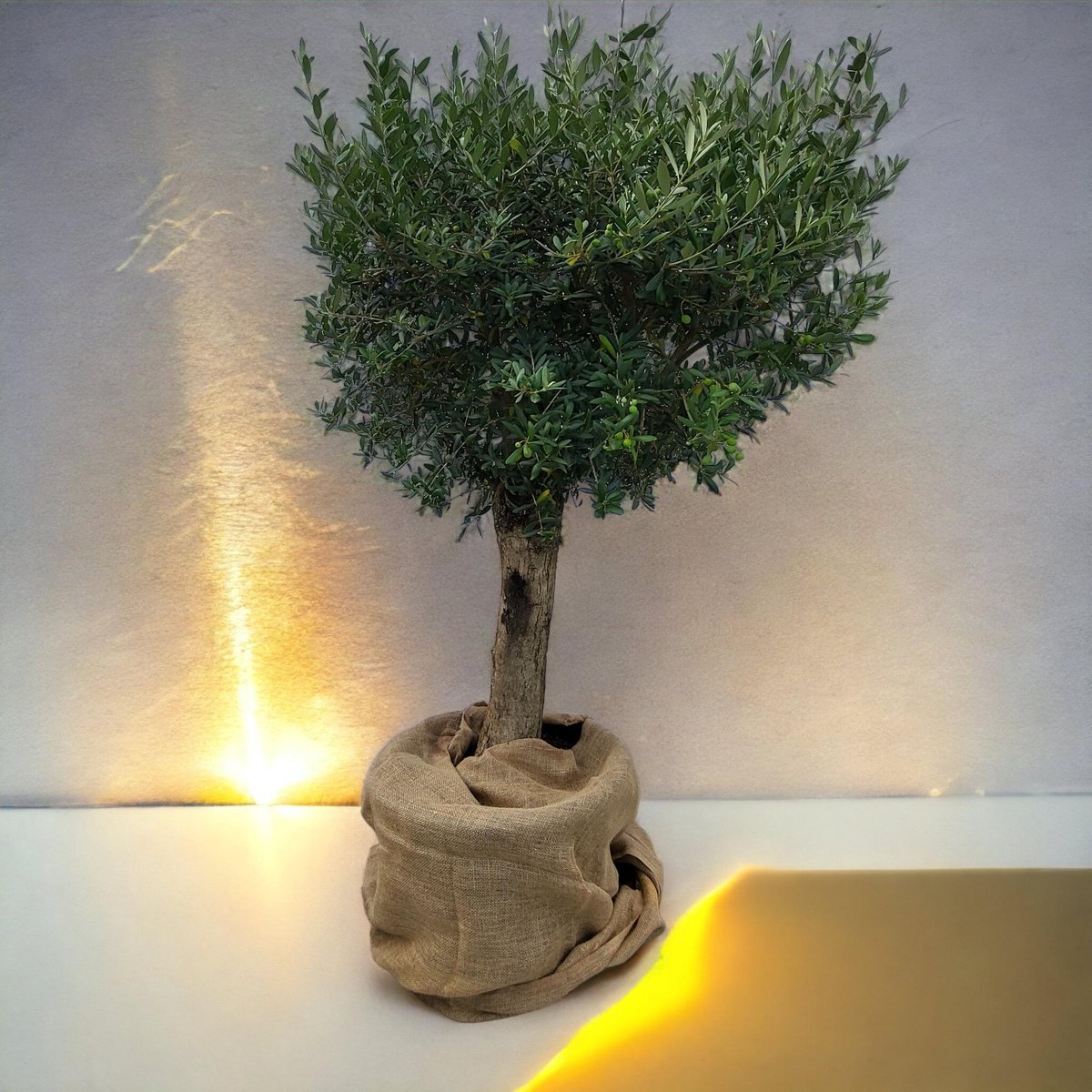 Green Harmony - Olea europaea op stam 65 liter, Olijf op stam.