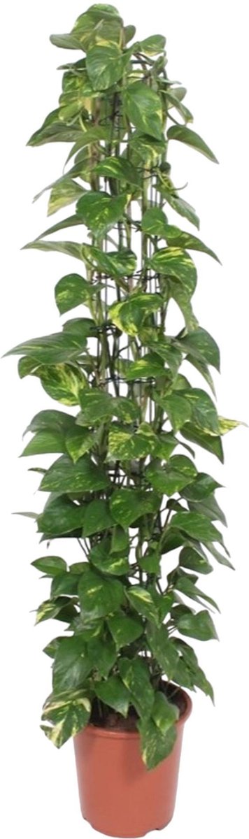 Epipremnum Aureum gaasrek - 160 cm - ø27