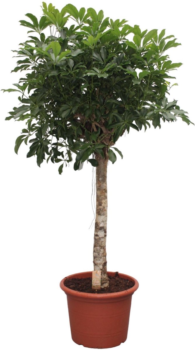 Schefflera Arboricola Compacta boom - 190 cm - ø45