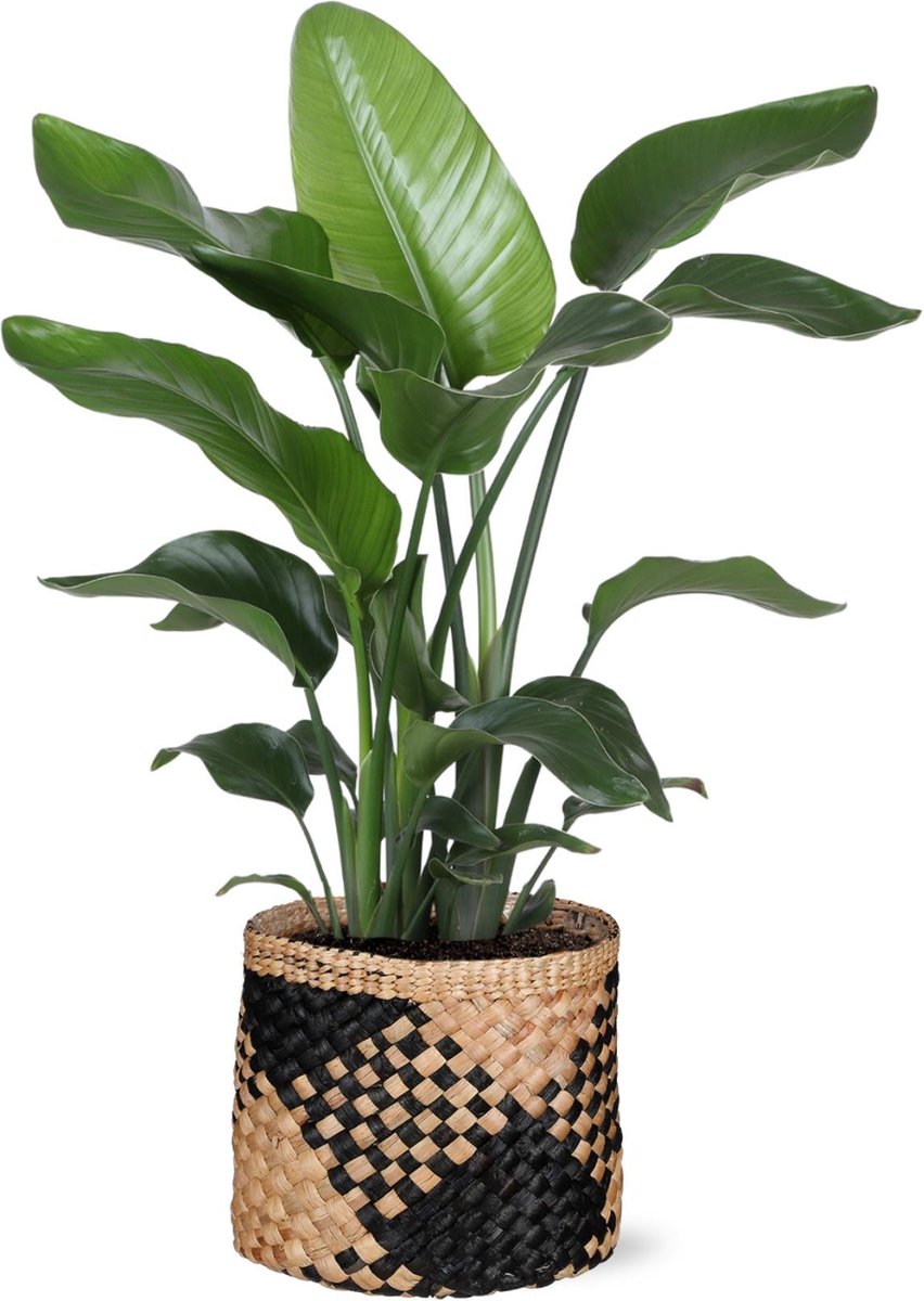 Strelitzia Nicolai - Ø21cm - 80cm in Albury BLACK print mand