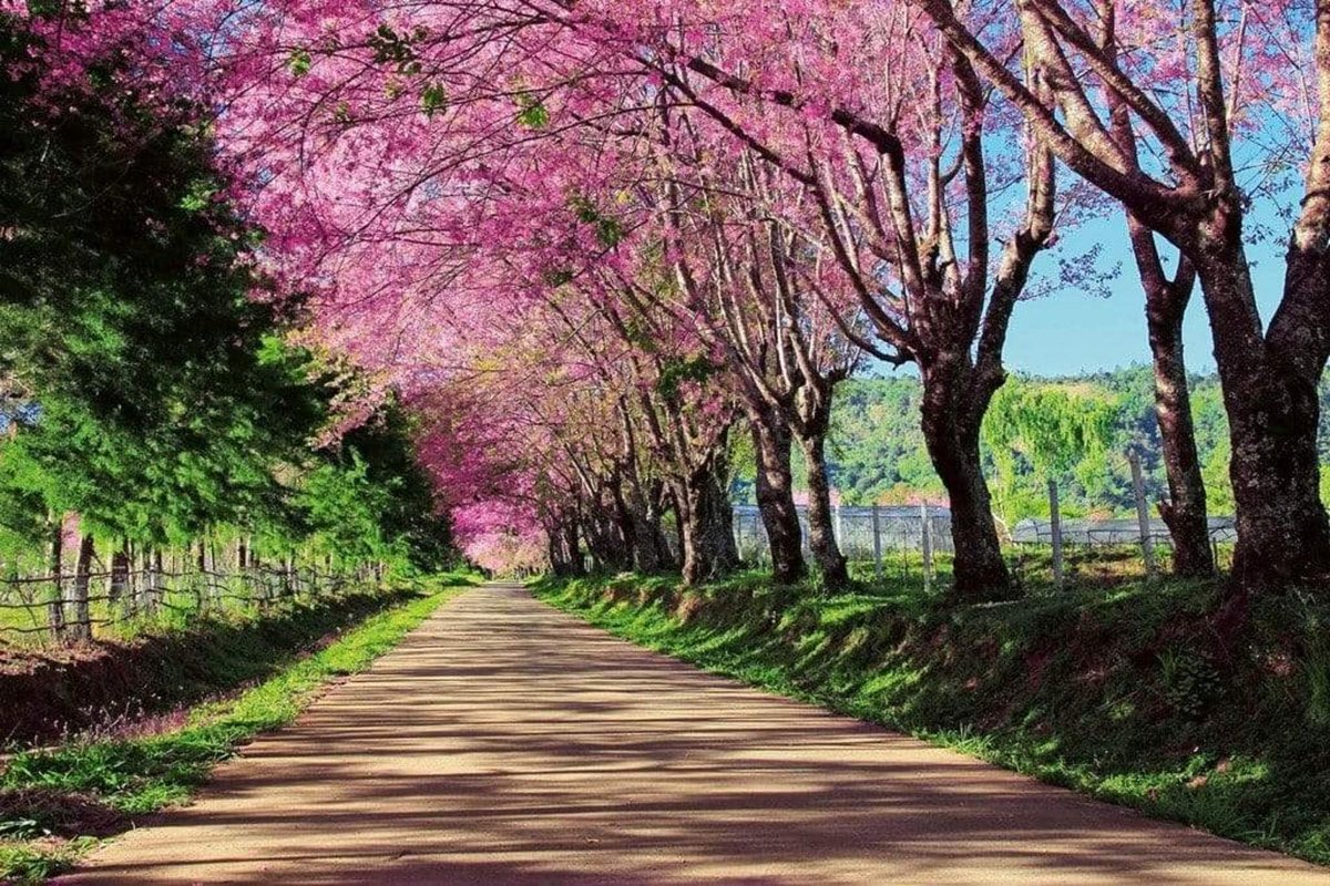 Fotobehang - Blossom Alley 375x250cm - Vliesbehang