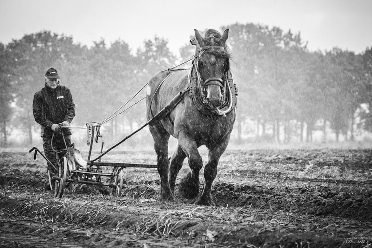 Trekpaarden TW4 - Foto - Ton van der Weerden - Fine Art Print op fotokwaliteit papier - 70 x 100 cm