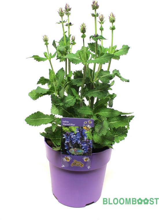 Plantenpakket zomerbloeiers, set van 5 planten in 15 cm pot. Bloomboost-bloemen-vaste planten-kweektuintje-valentijn-moederdag-vaderdag-verjaardag-voorjaar-tuin-inclusief-biodiversiteit-borderpakket-zomer-bij lokkend- vlinderlokkend-moestuin