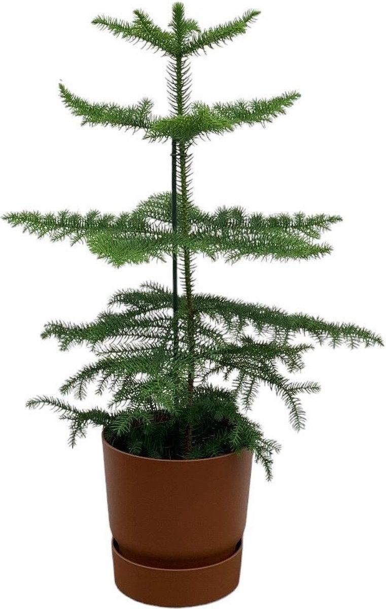 Combi deal - Araucaria (kamerden) inclusief elho Greenville Round bruin Ø18 - 60 cm