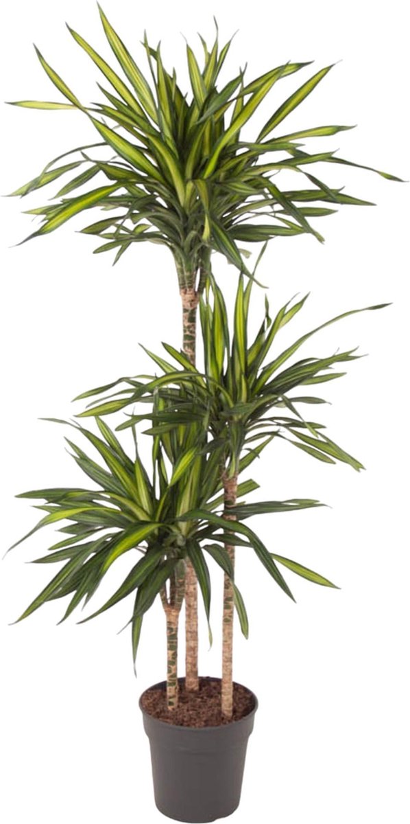 Dracaena Riki - 140 cm - ø24