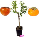 Diospyrus Kaki ‘Duo’ twee soorten aan één boom, 5 liter pot